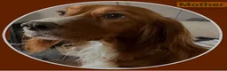 Cockapoo dogs for sale: Gorgeous Fox Red F1 Cookapoos  - Advert 32