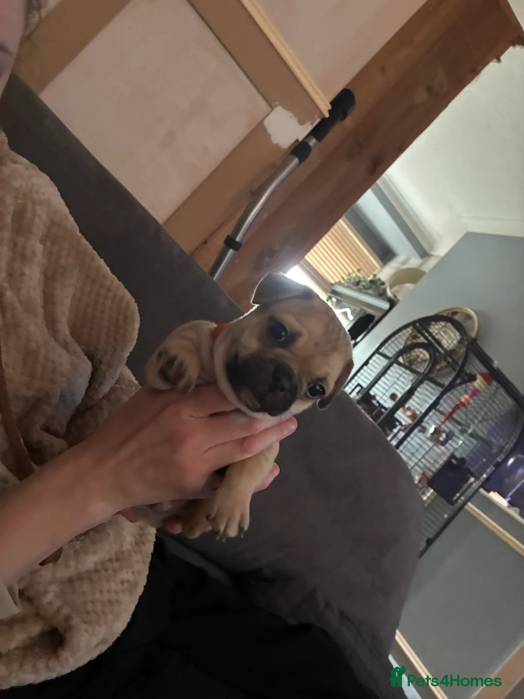 Jug dogs for sale: Jug pups  - Advert 5