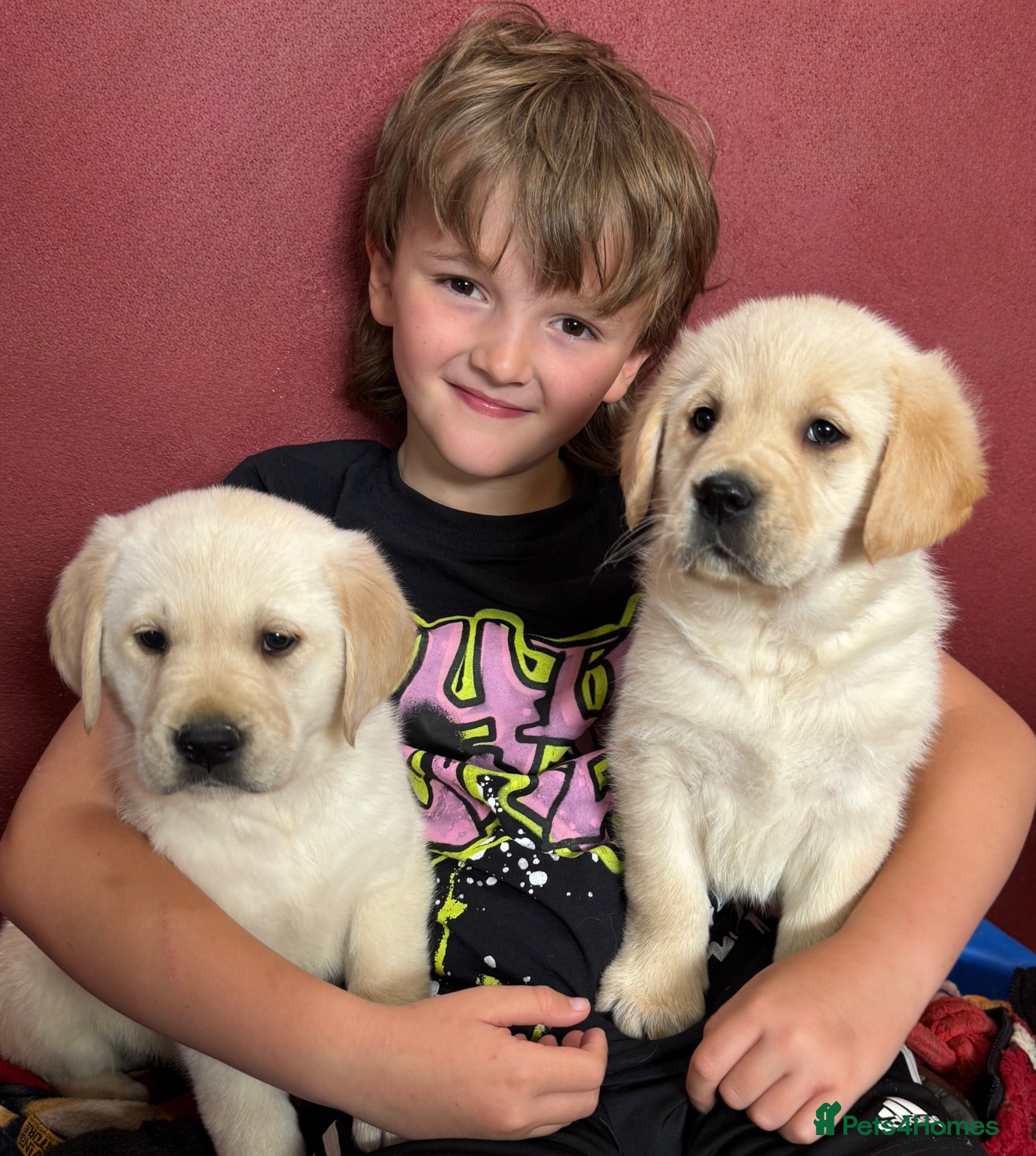 Goldador dogs Extensively Health tested, Chunky, Great with kids - Advert 1