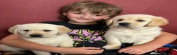 Goldador dogs for sale: Extensively Health tested, Chunky, Great with kids - Advert 5