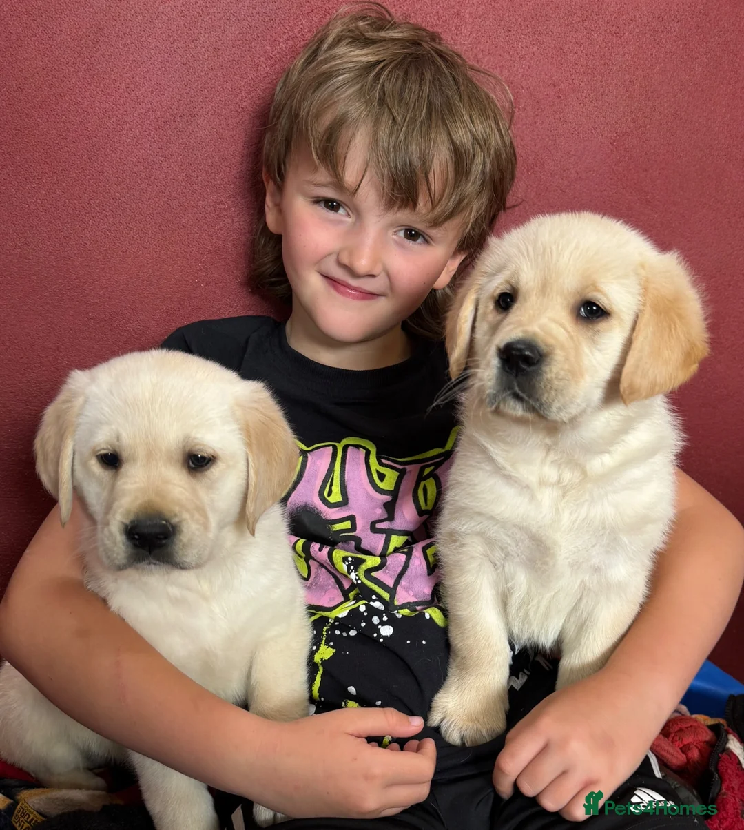 Goldador dogs for sale: Extensively Health tested, Chunky, Great with kids - Advert 1