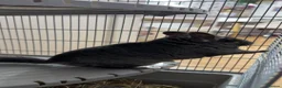 Chinchilla rodents for sale: Black Chinchilla for sale £150 🖤 in Wickford - Advert 3