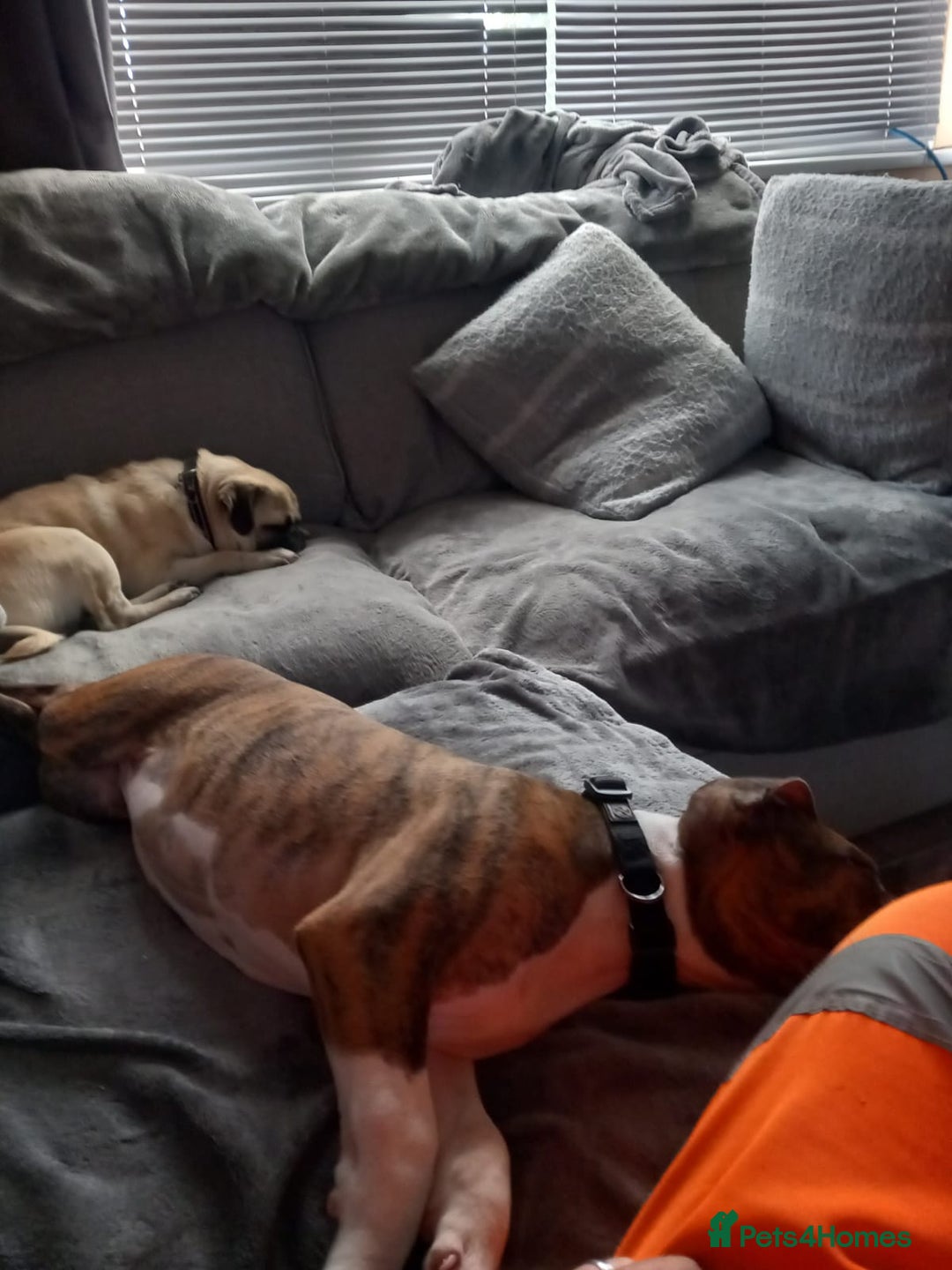 Mixed Breed dogs for sale: 18 month mixed male dog - Image 4