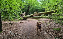 Hungarian Vizsla dogs for sale: Gorgeous 15 month wirehaired vizla  - Image 3