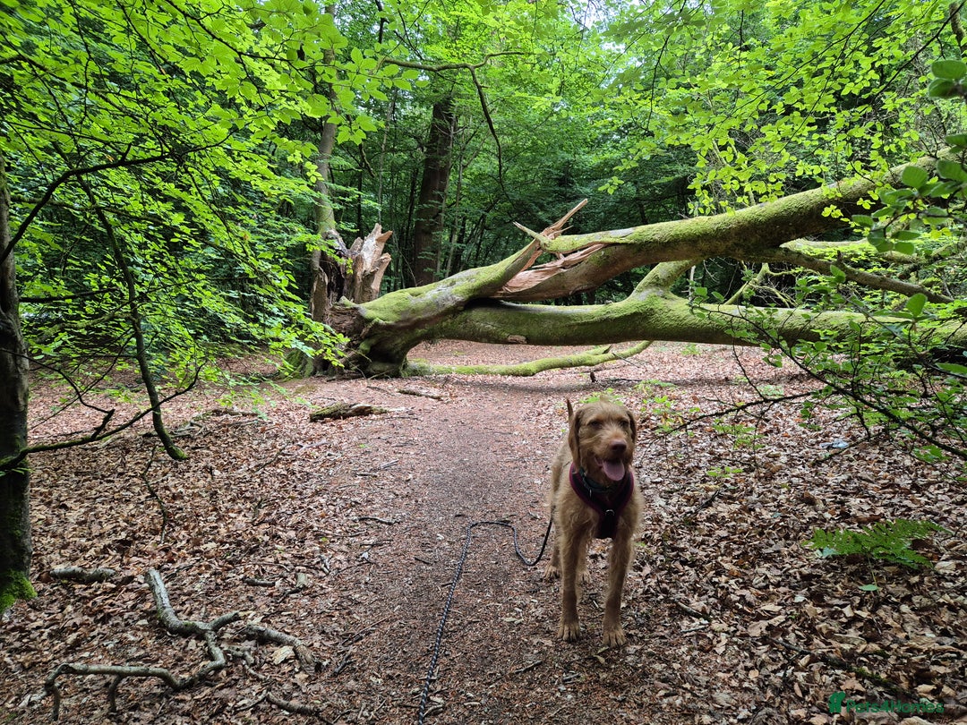 Hungarian Vizsla dogs for sale: Gorgeous 15 month wirehaired vizla  - Image 3