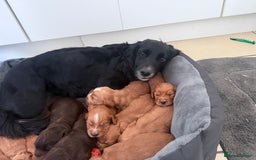 Cocker Spaniel dogs for sale: Kc reg cocker spaniels with 5 weeks insurance  - Advert 4