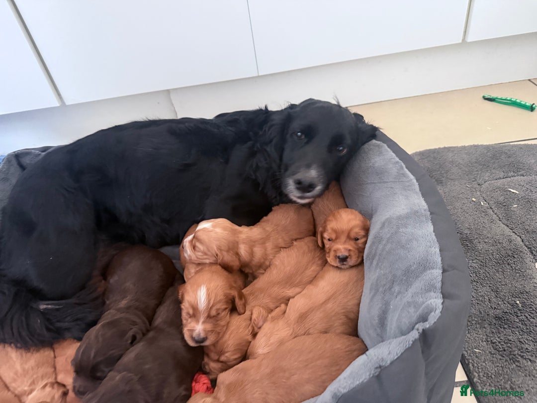 Cocker Spaniel dogs for sale: Kc reg cocker spaniels with 5 weeks insurance  - Advert 4