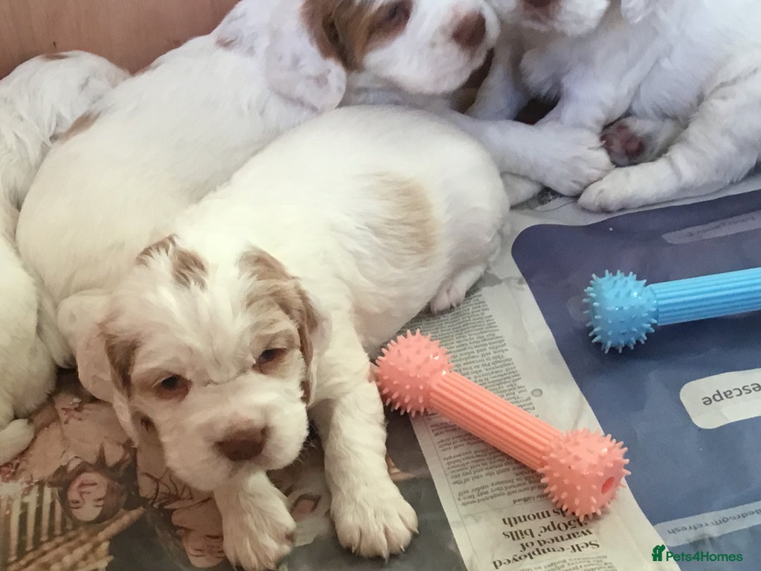 Clumber Spaniel dogs for sale: Clumber Spaniel Puppies For Sale  - Advert 6