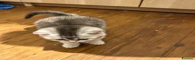 Scottish Fold 4