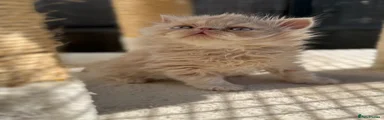 Persian Kitten 5