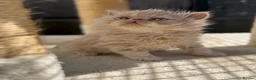 Persian cats for sale: GCCF registered Persian kittens 💙 - Advert 14