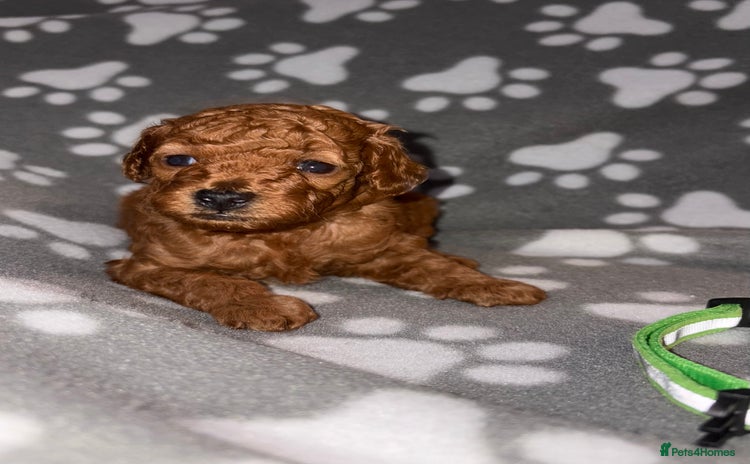 Cockapoo dogs - Advert 6