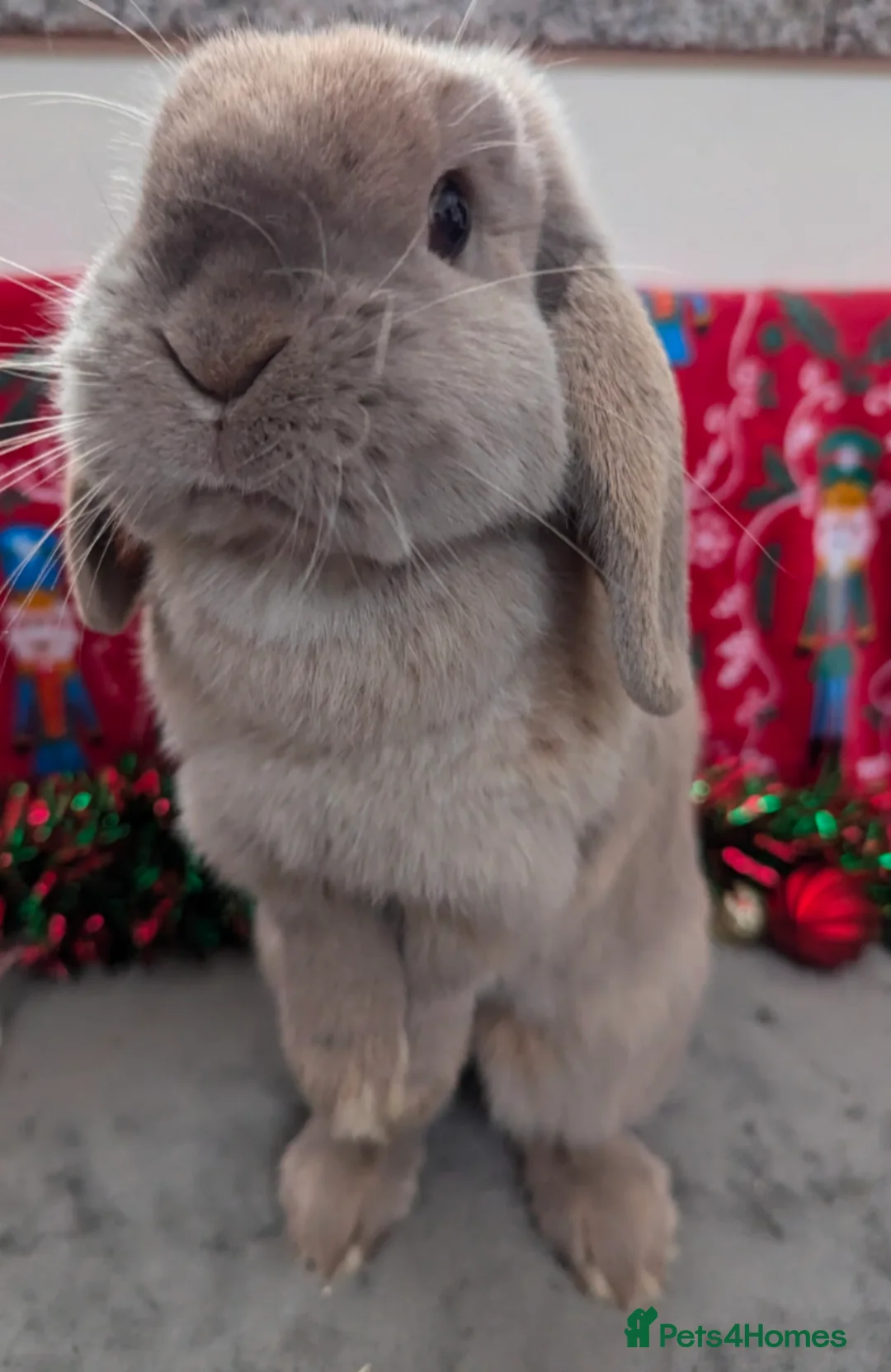 Mini Lop rabbits for sale: Spayed mini lop doe looking for her forever home - Advert 3
