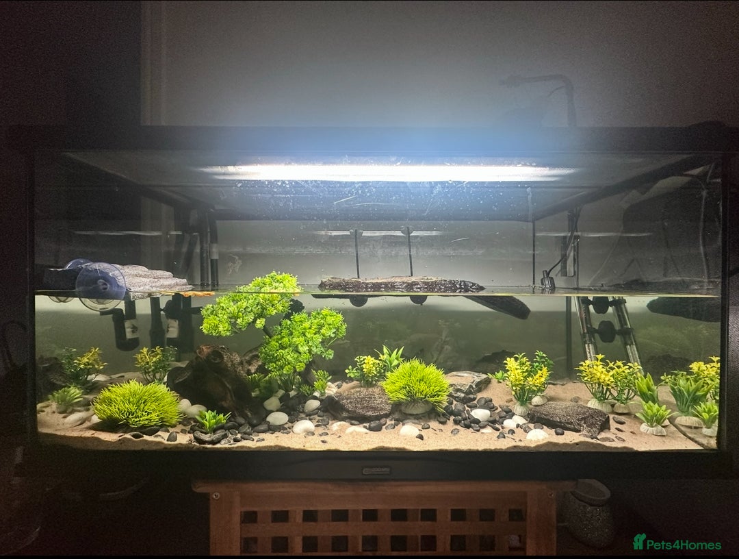 Turtle reptiles for sale: 2 MISSISSIPPI TURTLES  - Advert 3