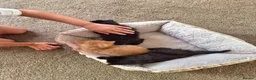 Mixed Breed cats for sale: VERY FRIENDLY FLUFFY KITTENS - Advert 24