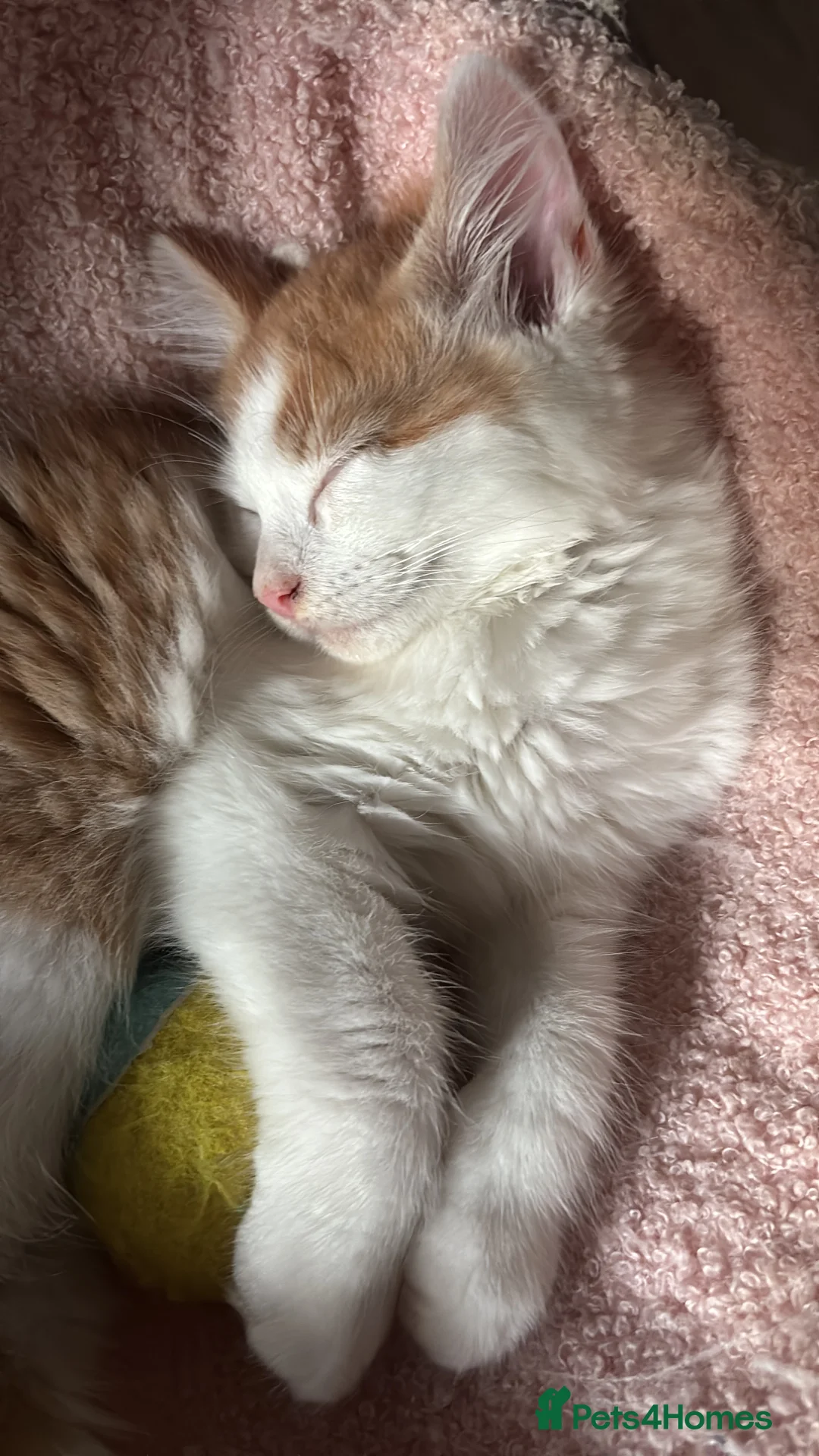 Domestic Shorthair cats for sale: UPDATE 2nd February 1 ginger and white boy left - Advert 31