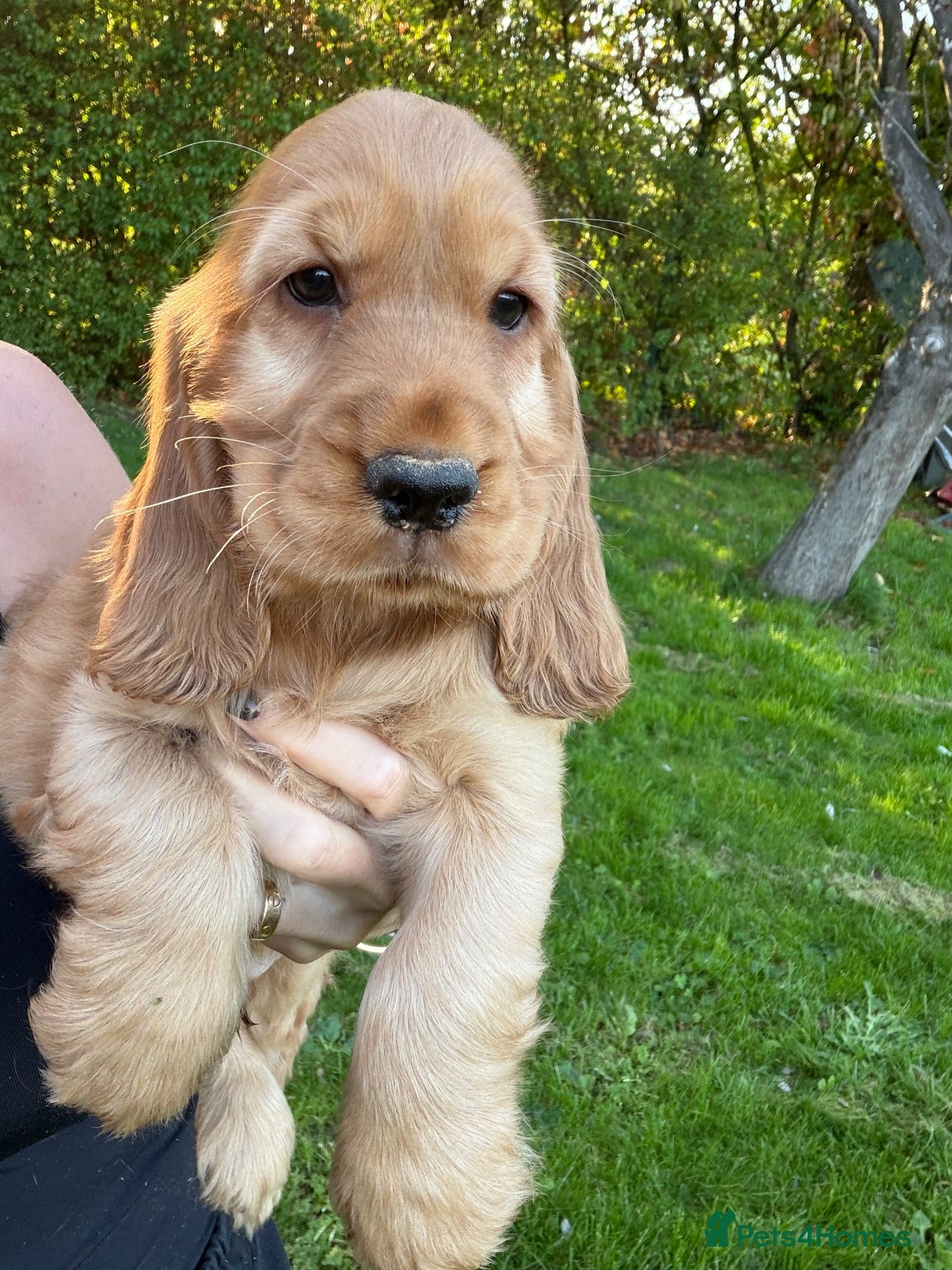 Cocker Spaniel dogs ❤️TRUE SHOW TYPE DNA TESTED CLEAR PARENTS KC REG❤️ - Advert 1