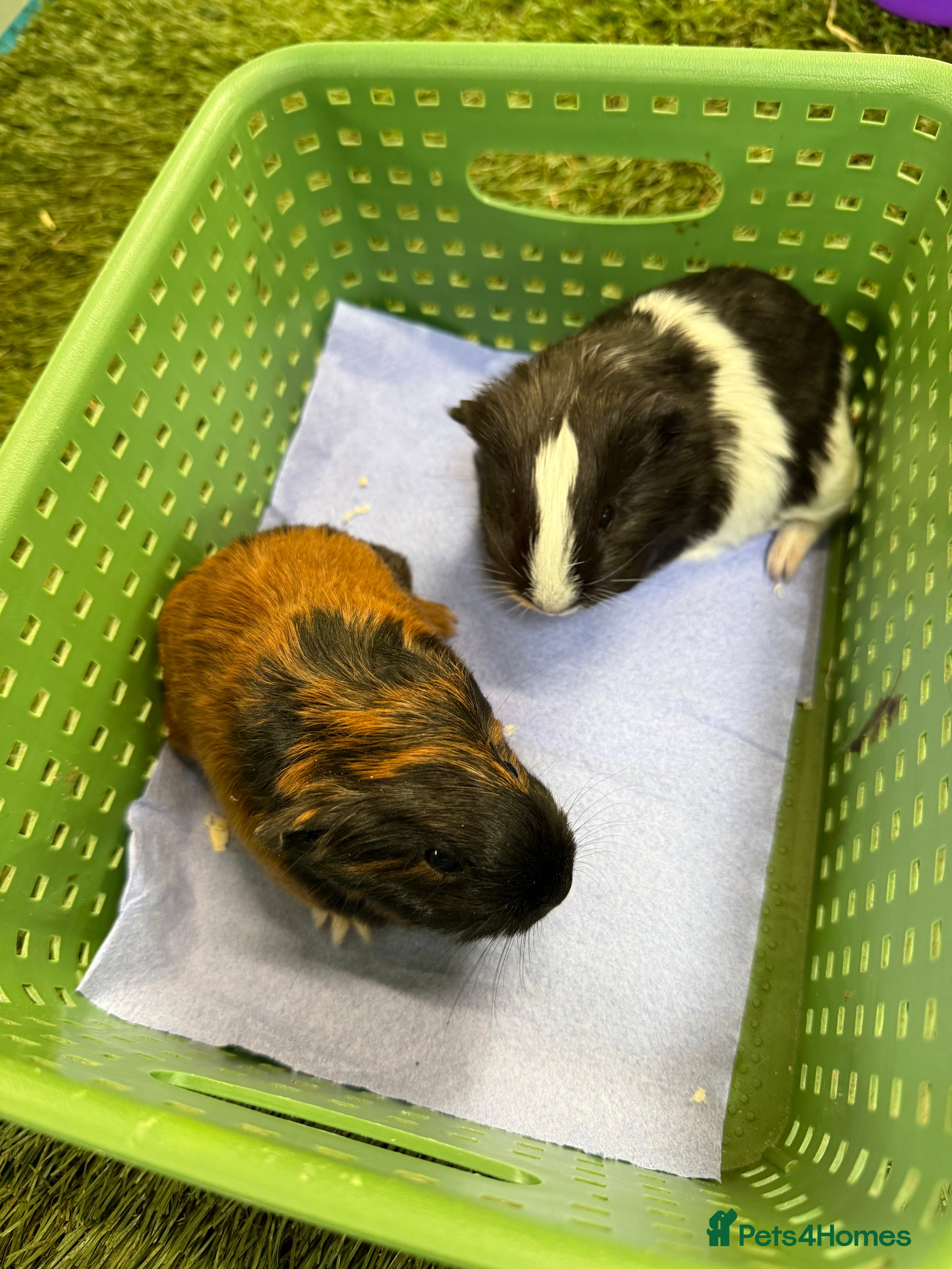 Guinea Pig rodents Baby guinea pigs for sale - Advert 6