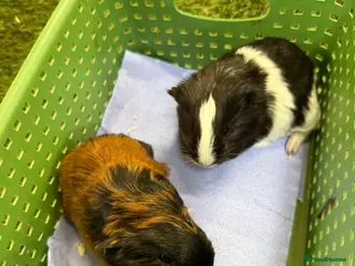Guinea Pig rodents Baby guinea pigs for sale - Advert 6
