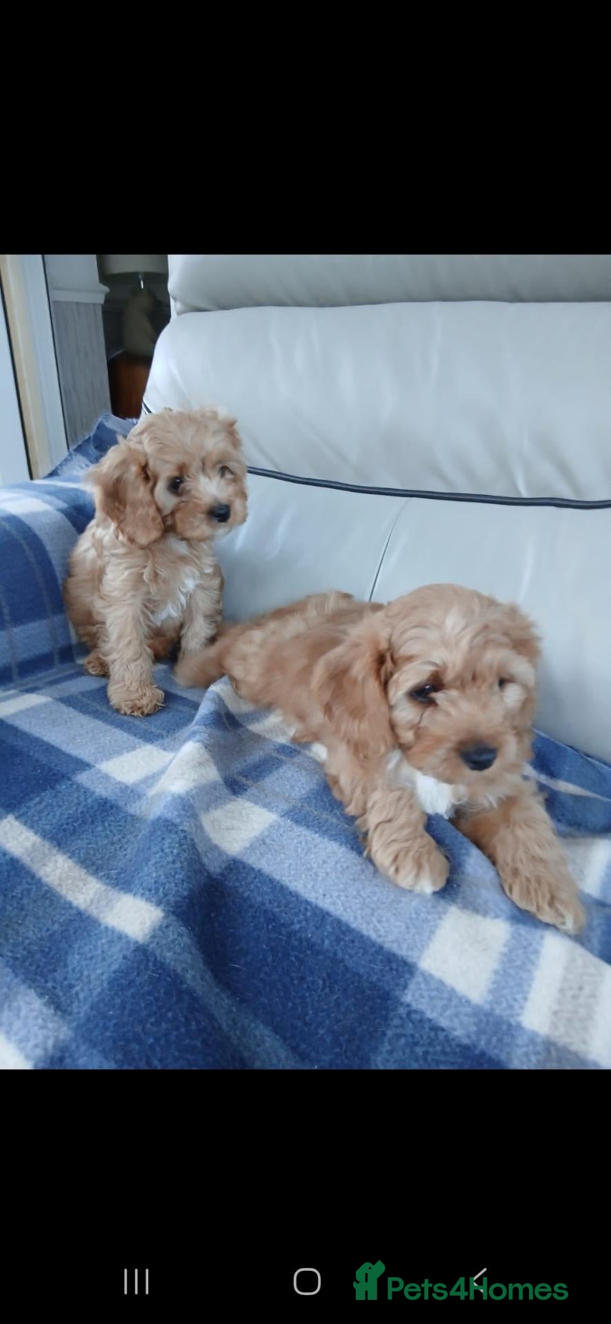 Cavapoo dogs Cavapoo puppies for sale  - Advert 2