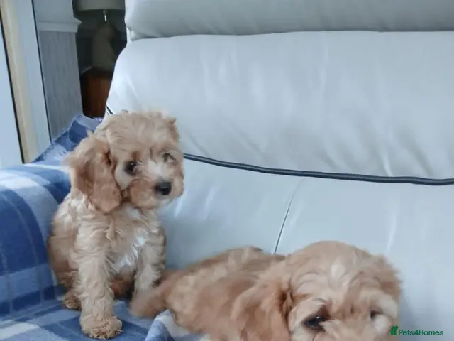Cavapoo dogs Cavapoo puppies for sale - Advert 2