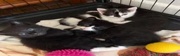 British Shorthair cats for sale: READY NOW Kittens  - Advert 12
