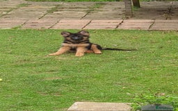 German Shepherd dogs for stud: 🐾 Beautiful Pedigree German Shepherd – Bruno 🐾 - Image 8