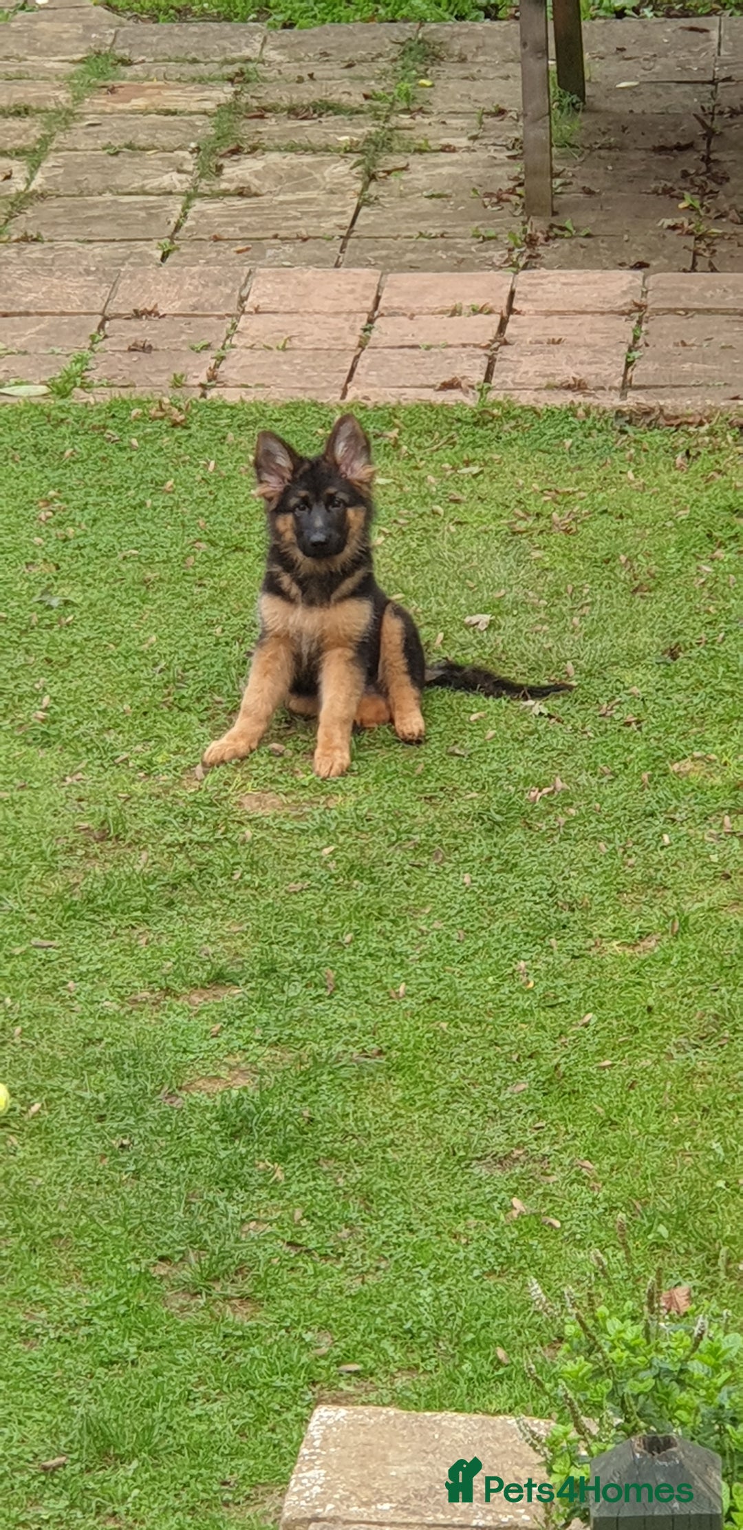 German Shepherd dogs for stud: 🐾 Beautiful Pedigree German Shepherd – Bruno 🐾 - Image 8