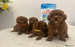 Toy Poodle dogs for sale: Kc registered,  fox red (Tiny) Toy poodles  - Image 7