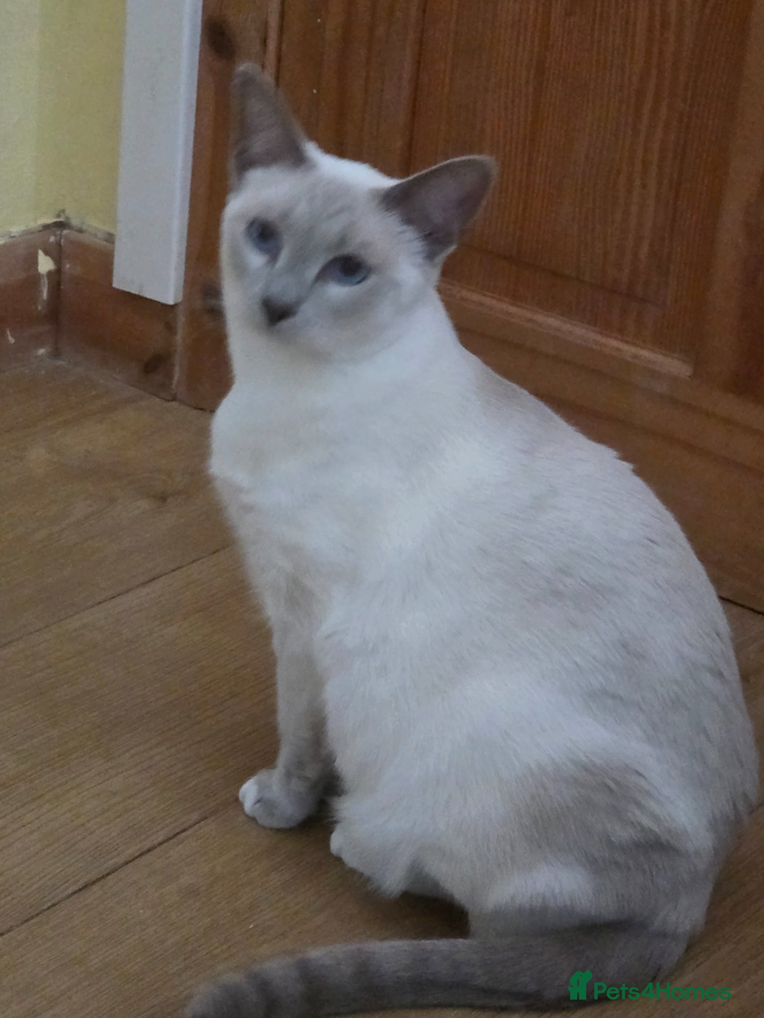 Siamese cats Siamese Snowshoe Cross - Advert 6