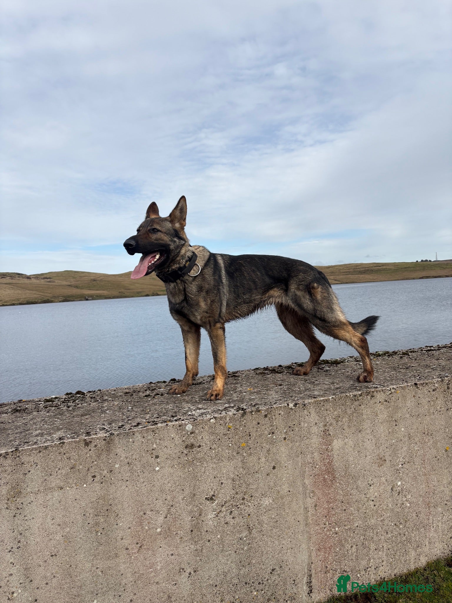 German Shepherd dogs KC GSD PUP MALE - Advert 2