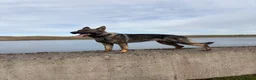 German Shepherd dogs for sale: KC GSD PUP MALE - Advert 2