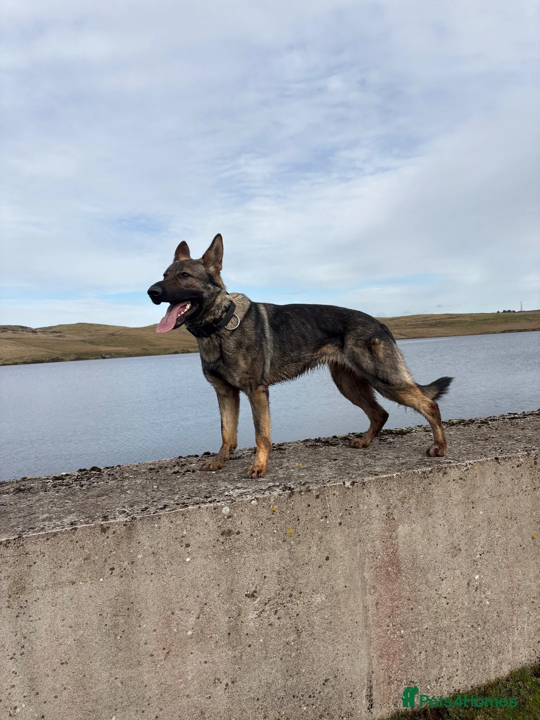German Shepherd dogs for sale: KC GSD PUP MALE - Advert 2