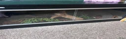 Corn Snake reptiles for sale: Female corn snake  - Advert 3