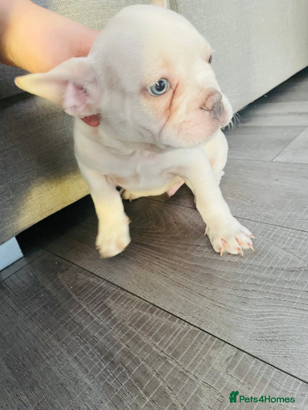 French Bulldog dogs for sale: KC registered male frenchie ready to leave now!:) - Advert 5