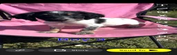 English Springer Spaniel dogs for sale: English springer spaniel pups for sale - Advert 13