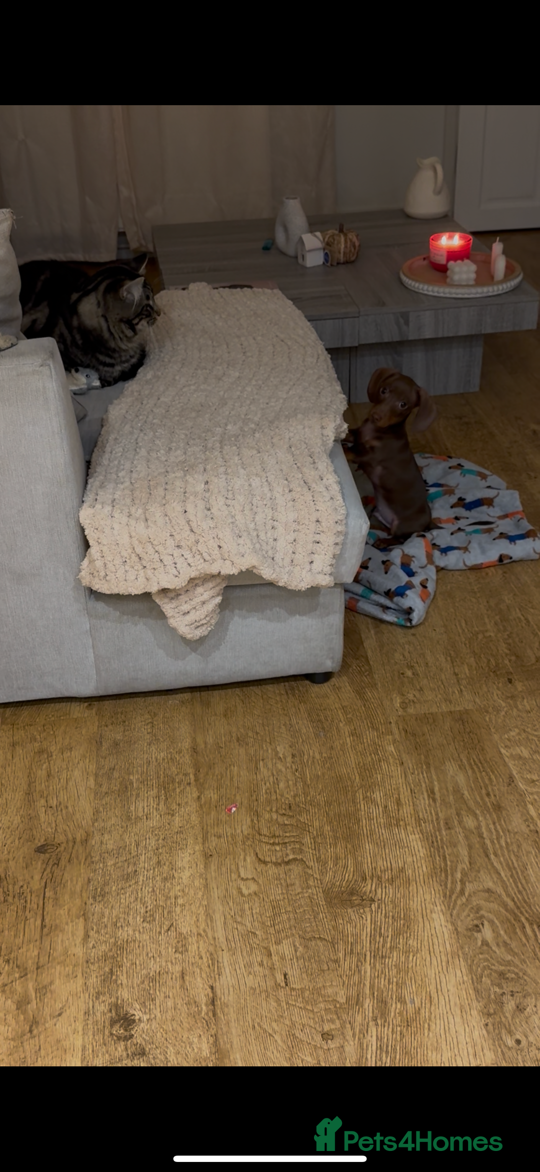 Miniature Dachshund dogs for sale: Rehome of Oliver - Advert 5