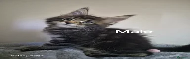 Maine Coon Male