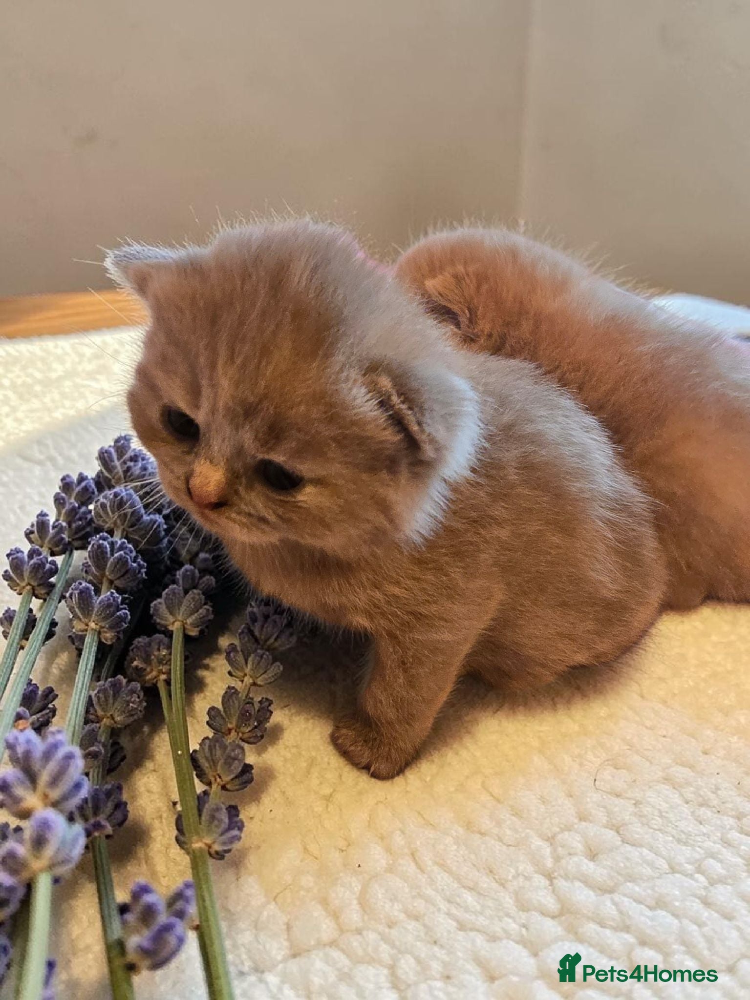 British Shorthair cats Absolutely beautiful kittens looking forever homes - Advert 14