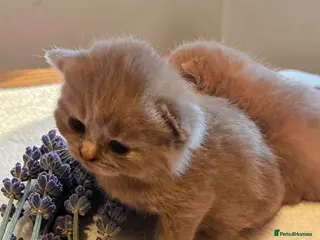 British Shorthair cats Absolutely beautiful kittens looking forever homes - Advert 14