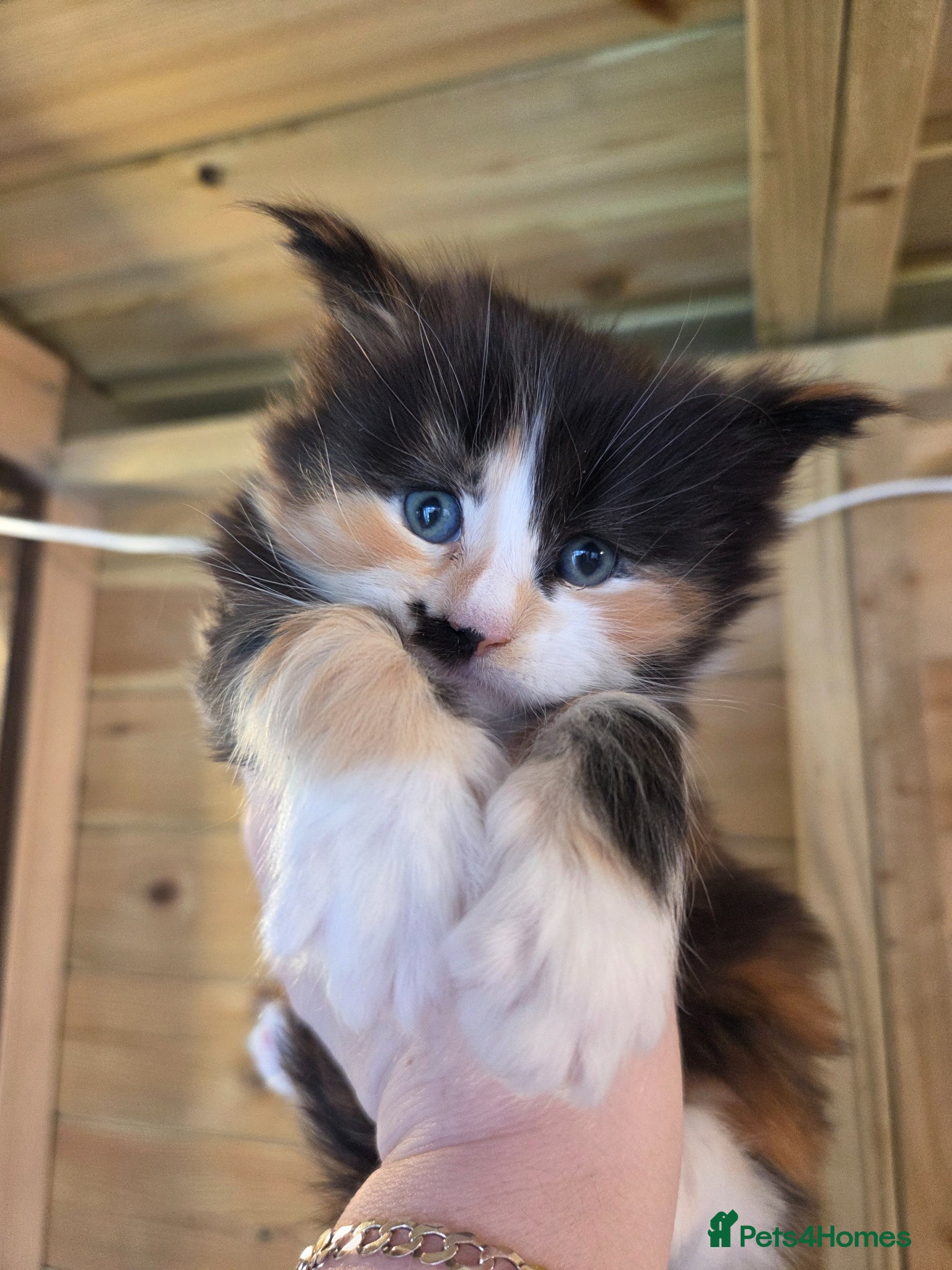 Maine Coon cats Maine Coon Female For Sale  - Advert 5