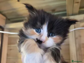 Maine Coon cats Maine Coon Female For Sale - Advert 1