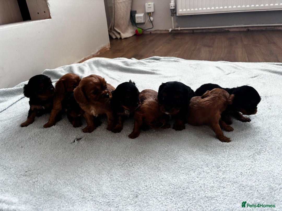 Cavalier King Charles Spaniel dogs for sale: Beautiful cavalier puppies  - Image 2
