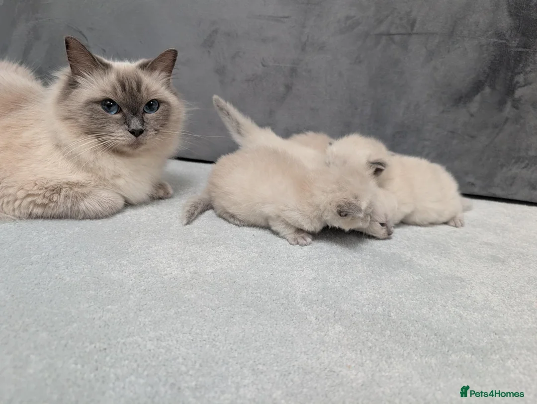 Ragdoll cats for sale: ✨🐾 STUNNING BLUE POINT RAGDOLL KITTENS – £600 🐾✨ - Advert 2