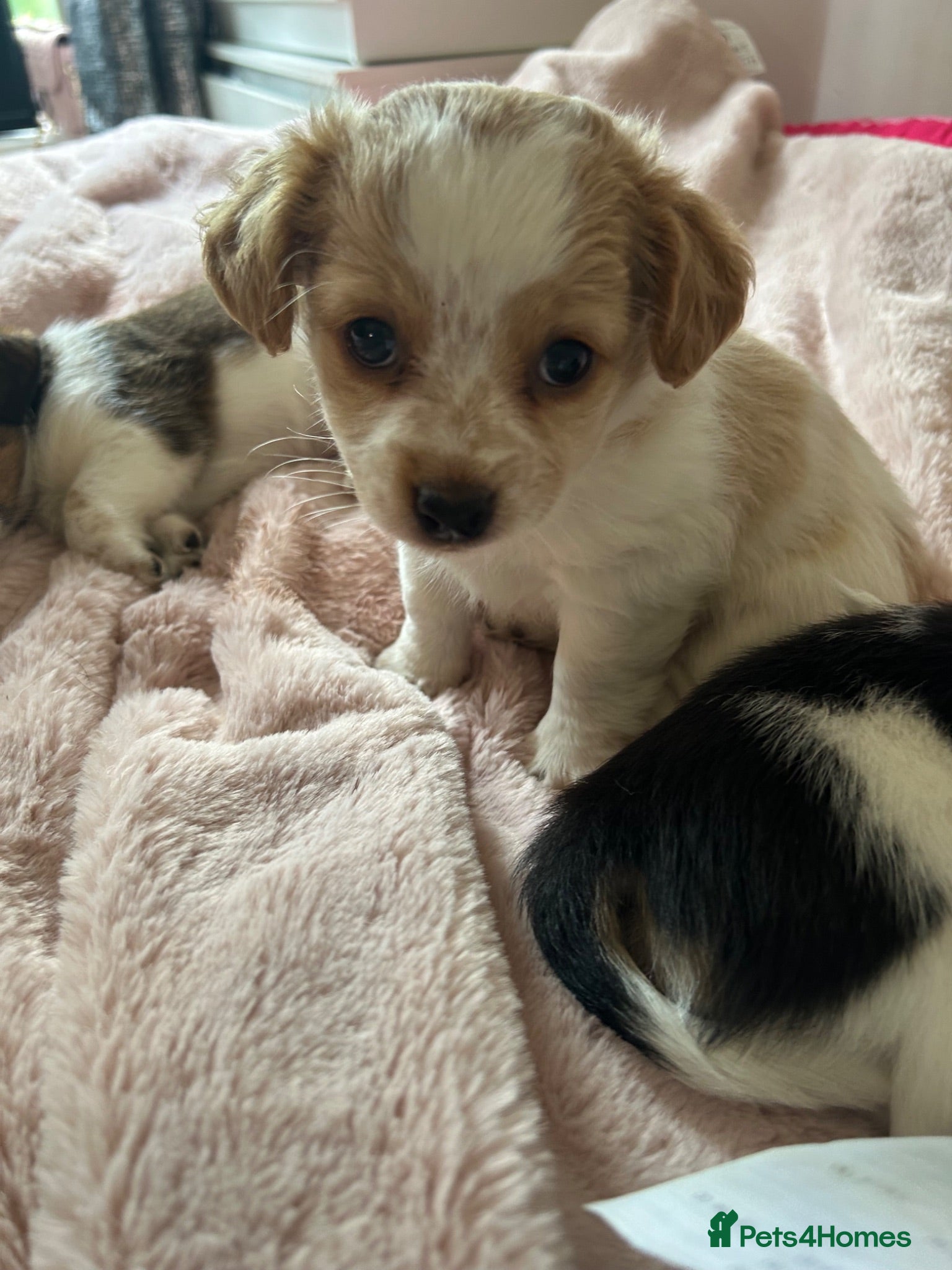 Jack Chi dogs 3 beautiful Jack chi boy pups 🐶🐶🐶 - Advert 2