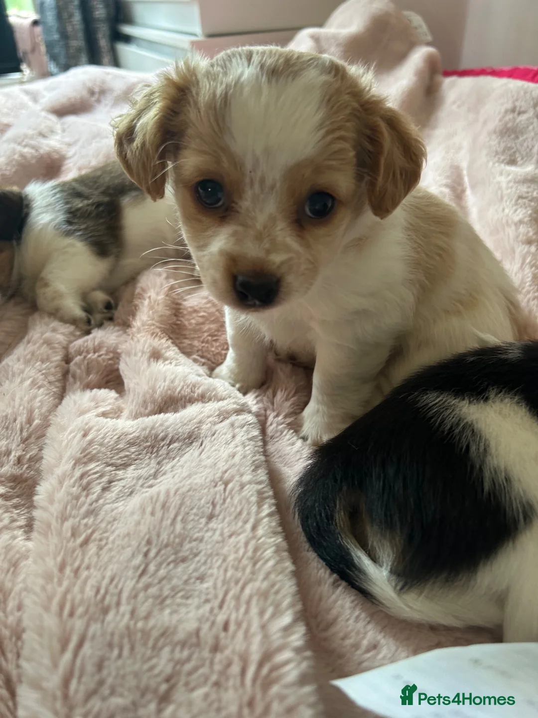 Jack Chi dogs for sale: 3 beautiful Jack chi boy pups 🐶🐶🐶 in Camberley - Advert 2