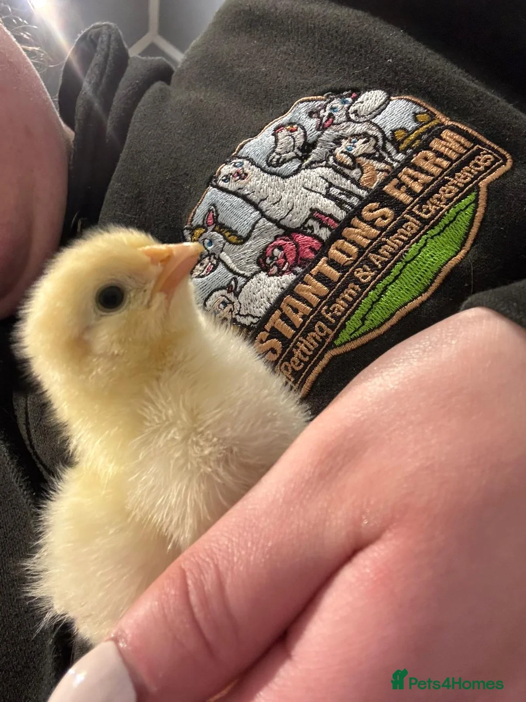 Chickens poultry for sale: Various breed chicks & Runner ducklings - Advert 2