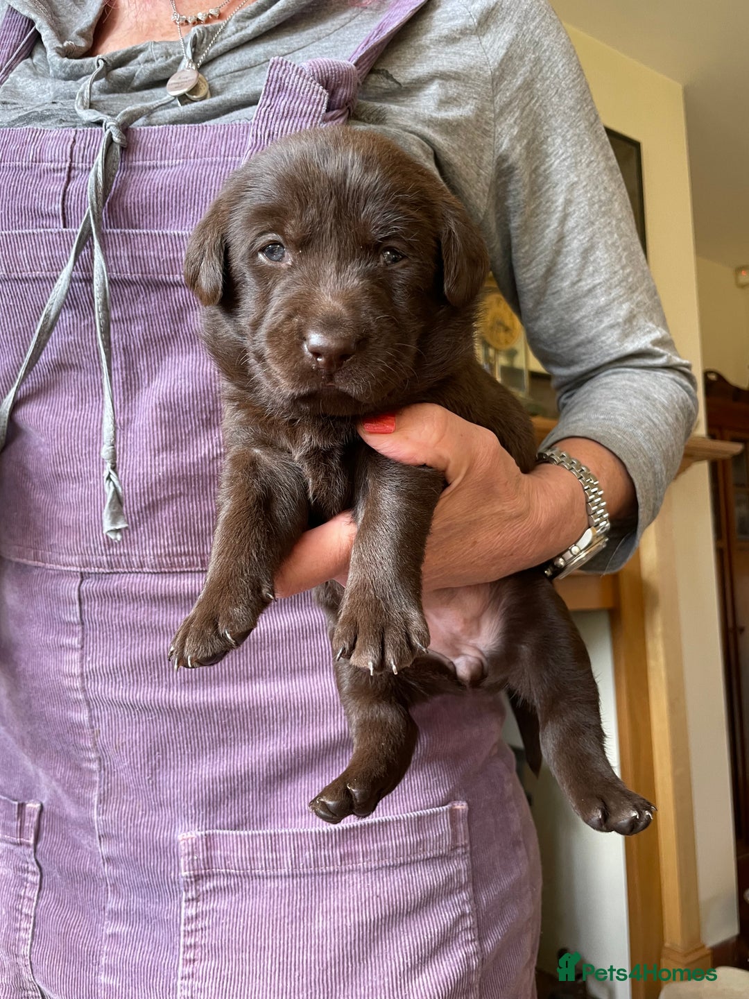Labrador Retriever dogs for sale: Fabulous KC registered labradors - Image 7
