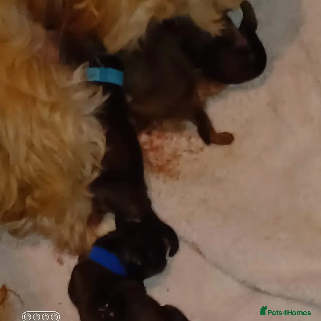 Shih Tzu dogs for stud: Stunning shihtzu stud in Wrexham - Advert 18