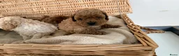 Cavapoo dogs for sale: Beautiful curly Cavapoo pups 5 🌟 licensed breeder - Advert 8